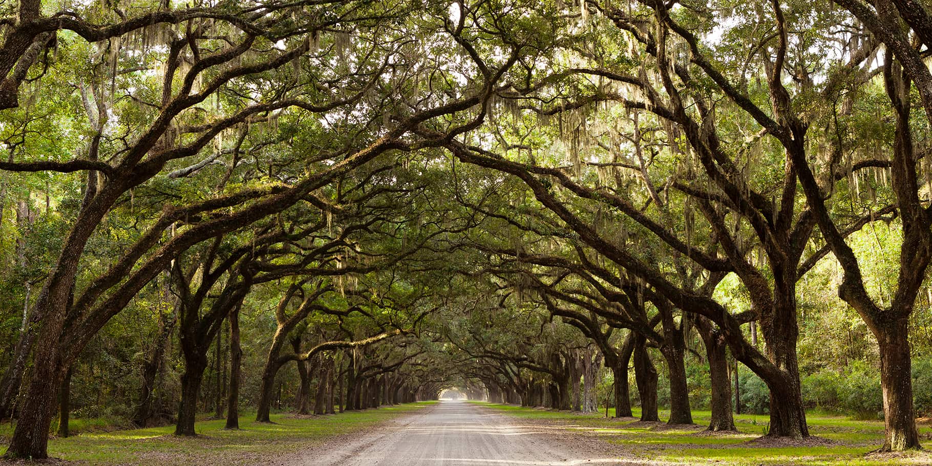 A dirt road through a long and beautifuly canopy of trees.